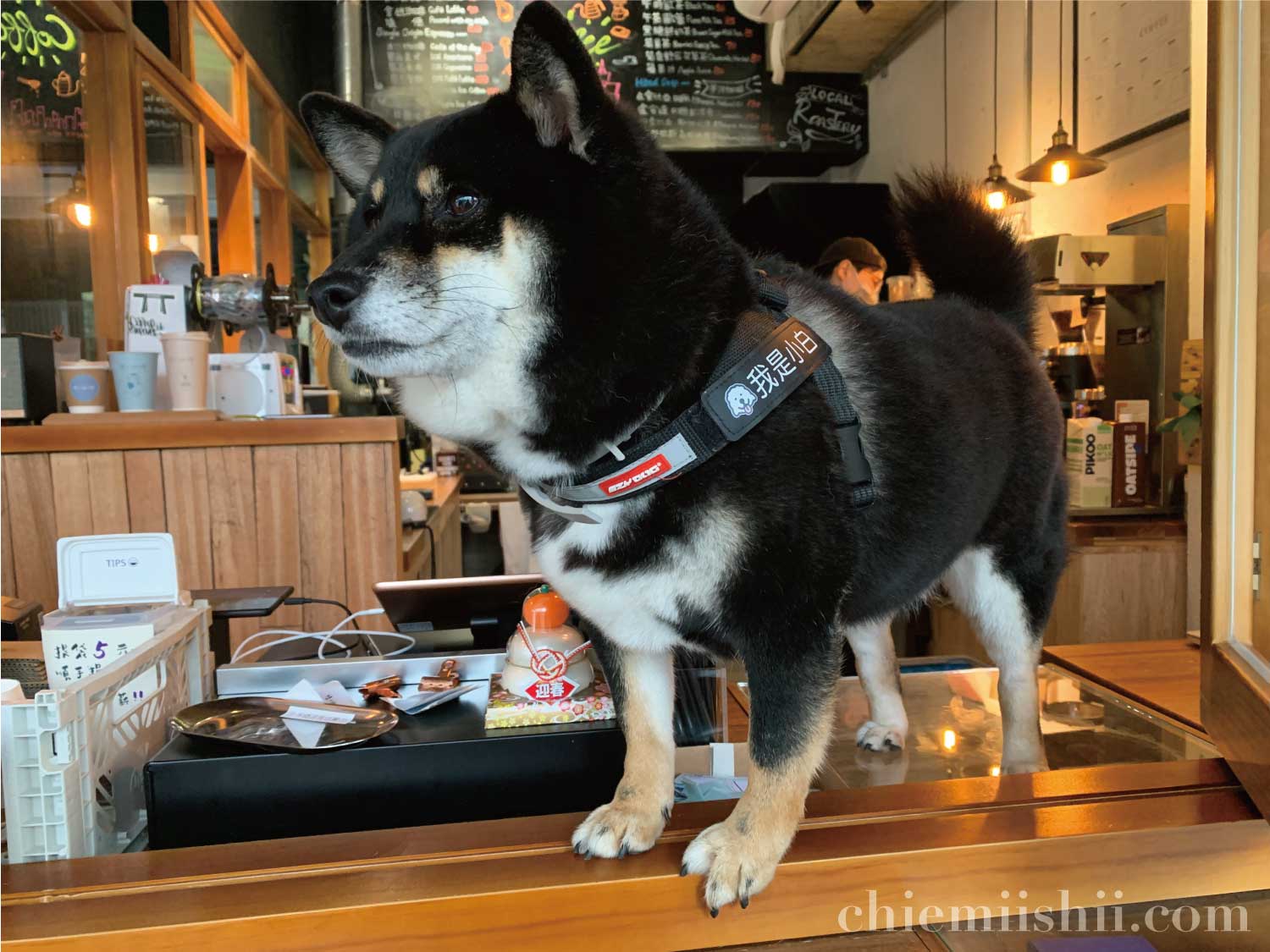台湾・台北「時々珈琲（TokiDoki Coffee Roastery）」の看板犬シロちゃん