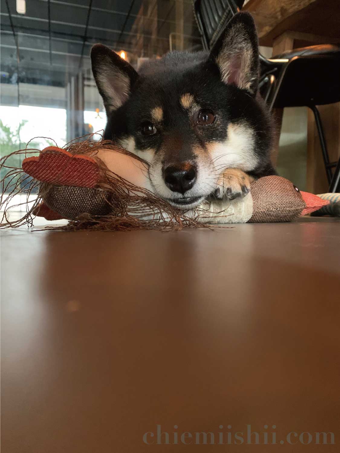 台湾・台北「時々珈琲（TokiDoki Coffee Roastery）」の看板犬シロちゃん